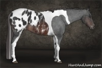 Horse Color:Brown Tobiano Frame Appaloosa 