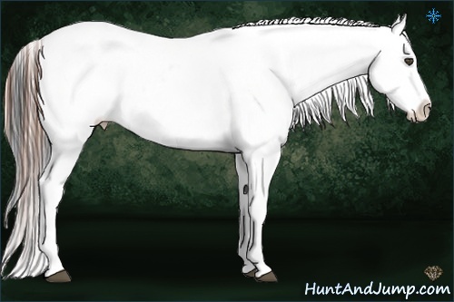 Horse Color:White Spotted Black Splash Tobiano Frame Appaloosa 