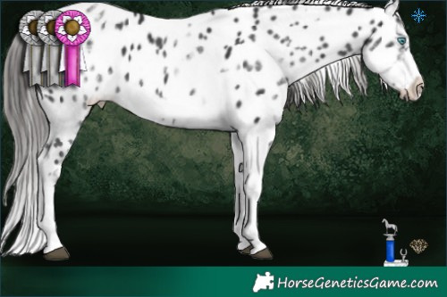 Horse Color:White Spotted Black Splash Tobiano Frame Near Leopard 