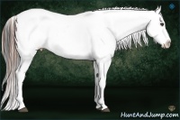 Horse Color:White Spotted Black Splash Tobiano Frame Appaloosa