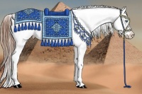 Horse Color:White Spotted Black Splash Tobiano Frame Appaloosa 