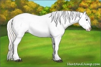 Horse Color:White Spotted Silver Black Splash Tobiano Frame Appaloosa 