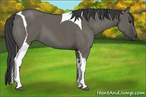 Horse Color:Unknown 