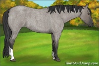 Horse Color:Grullo Roan Tobiano