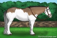 Horse Color:Bay Dun Splash 