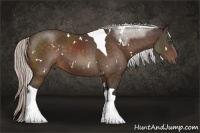 Horse Color:White Spotted Silver Bay Tobiano 