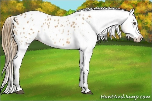 Horse Color:Buckskin Appaloosa