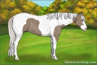 Horse Color:Silver Grullo Sabino Splash Tobiano 