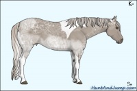 Horse Color:Silver Grullo Ice Sabino Tobiano