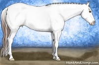 Horse Color:White Spotted Bay Appaloosa 