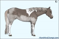 Horse Color:Silver Black Sabino Tobiano