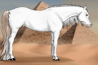 Horse Color:Chestnut Appaloosa 