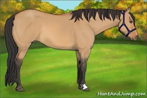 Horse Color:Bay Dun 