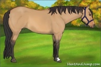Horse Color:Bay Dun