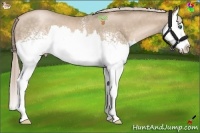 Horse Color:White Spotted Chocolate Palomino Pearl Splash 