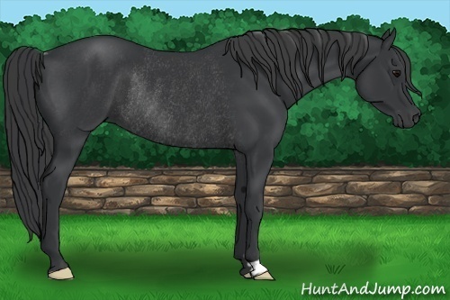Horse Color:Black Frame Rabicano 