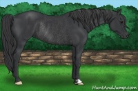 Horse Color:Black Frame Rabicano 