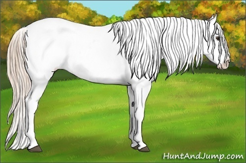 Horse Color:Chestnut Appaloosa