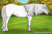 Horse Color:Chestnut Appaloosa 