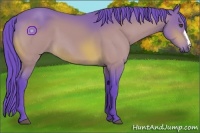 Horse Color:Watercolor Bay 