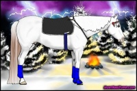 Horse Color:Red Dun Roan Splash Appaloosa