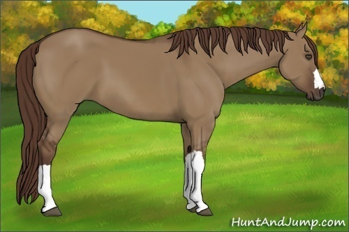 Horse Color:Liver Red Dun 