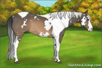 Horse Color:White Spotted Buckskin Splash Tobiano 