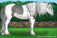 Horse Color:Grullo Splash Tobiano Rabicano