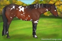 Horse Color:White Spotted Bay