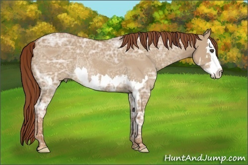 Horse Color:Red Dun Ice Roan Splash Frame Rabicano