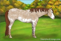 Horse Color:Red Dun Ice Roan Splash Frame Rabicano