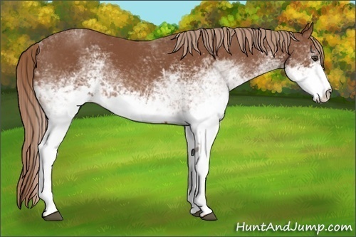 Horse Color:White Spotted Chestnut 