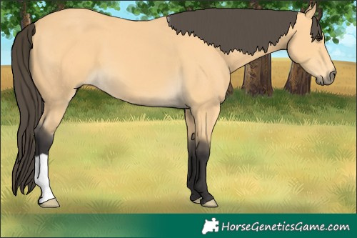 Horse Color:Buckskin 