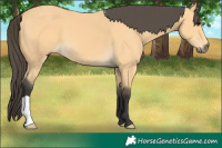Horse Color:Buckskin