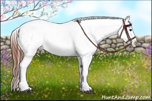 Horse Color:Brown Appaloosa