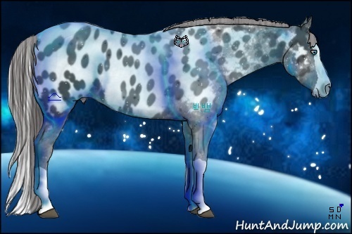 Horse Color:Black Splash Near Leopard 