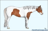 Horse Color:Silver Bay Splash Tobiano Frame
