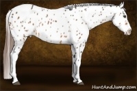 Horse Color:Buckskin Tobiano Leopard