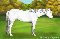 Horse Color:Black Sabino Splash 