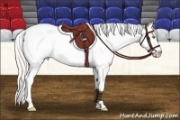 Horse Color:Silver Sable Champagne Appaloosa 