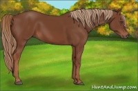 Horse Color:Chestnut Frame 