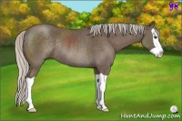 Horse Color:Silver Black Splash Rabicano 