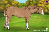 Horse Color:Chestnut Splash Rabicano