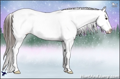 Horse Color:Liver Chestnut Blanket 