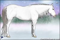 Horse Color:Liver Chestnut Appaloosa 
