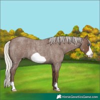 Horse Color:Silver Blue Roan Frame 
