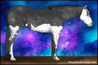 Horse Color:Black Splash Frame 