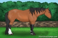 Horse Color:Bay Tobiano 