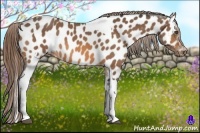 Horse Color:Buckskin Tobiano Appaloosa