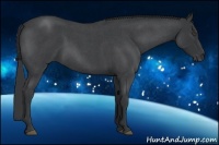 Horse Color:Blue Roan 